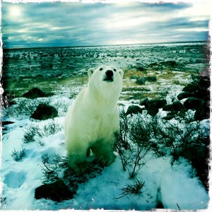 Seal River polar bear