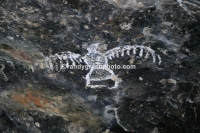Petroglyphs in Madera Canyon, Huachuca Mountains, Ft. Huachuca, AZ.