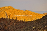 Saguaro cactus in Saguaro National Park, AZ.