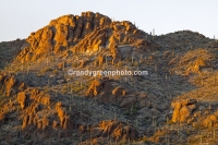 Saguaro cactus in Saguaro National Park, AZ.