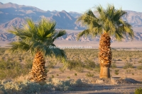 Palm trees in Death Valley National Park, California.
