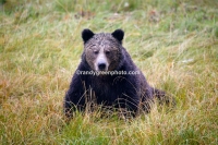 Coastal brown bear (Ursus arctos) in northern British Columbia, Canada, near Princess Royal Island. One of the largest stretches of temperate rainforest in the world.