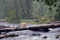 Kermode bear, or spirit bear (Ursus americanus) on a remote stream in northern British Columbia, Canada, near Princess Royal Island. This bear is a white,non-albino, variation of the common black bear which lives exclusively in this isolated area. The surrounding area is one of the largest stretches of temperate rainforest in the world.