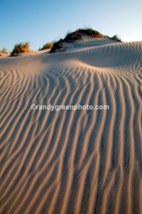 Sand dunes along South Padre Island, Texas.