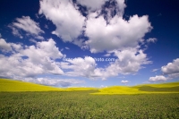 Rapeseed, or canola (yellow in background) and garbanzo, or chick pea (foreground)  in the Palouse country of eastern Washington State.