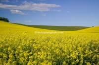 Rapeseed or canola  in the Palouse country of eastern Washington State.